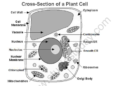 CBSE Class 8 Science Cell Worksheet